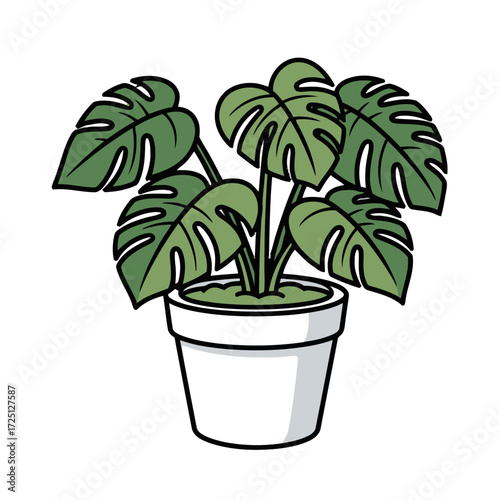 Potted monstera deliciosa plant with large, fenestrated green leaves, isolated on transparent