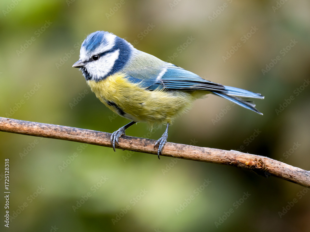 Obraz premium Blaumeise&nbsp;(Cyanistes caeruleu)