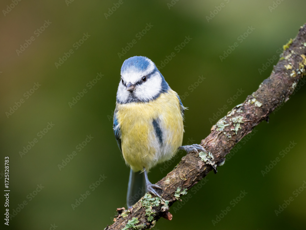 Obraz premium Blaumeise&nbsp;(Cyanistes caeruleu)