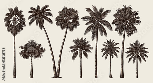 Collection of hand-drawn vintage palm trees, isolated botanical tropical plant illustrations set