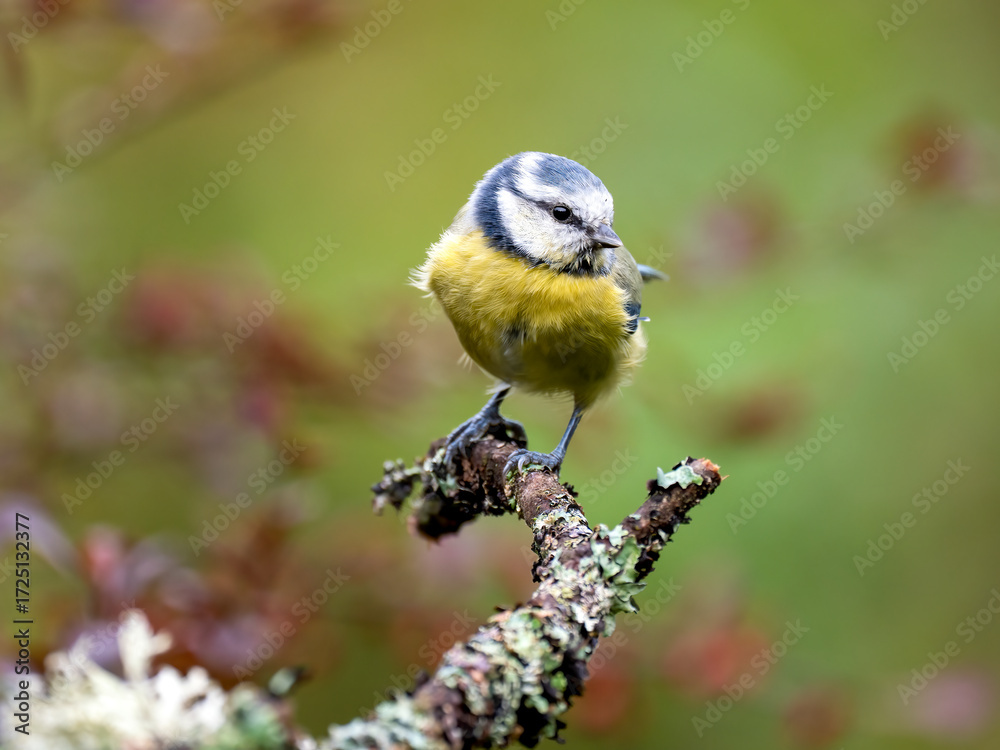 Obraz premium Blaumeise&nbsp;(Cyanistes caeruleu)