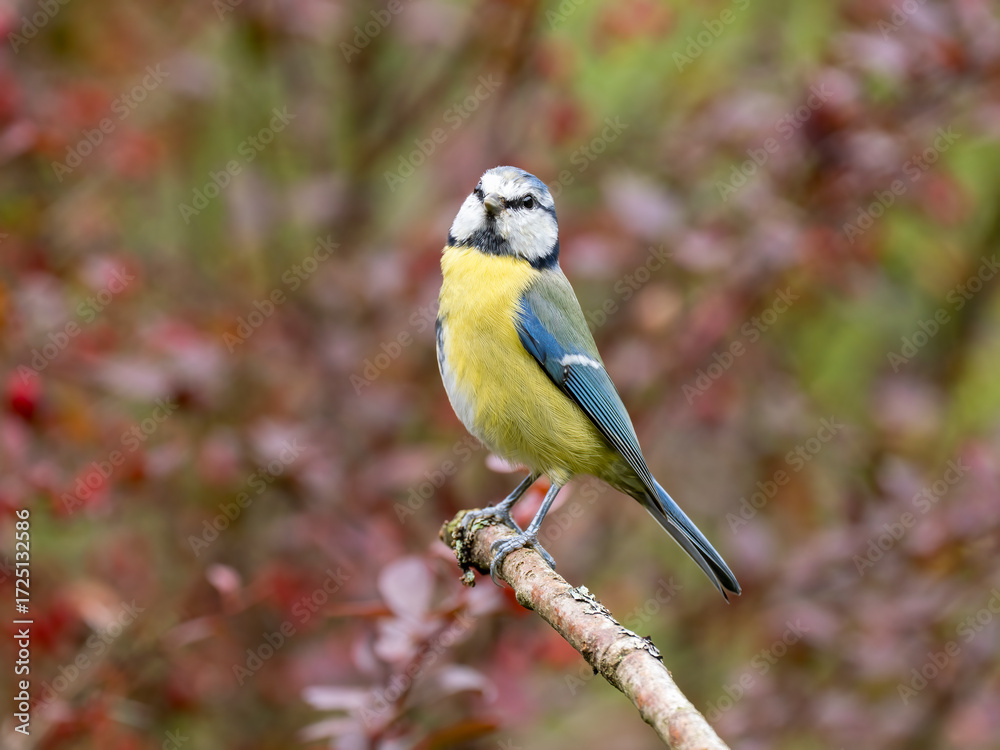 Fototapeta premium Blaumeise&nbsp;(Cyanistes caeruleu)