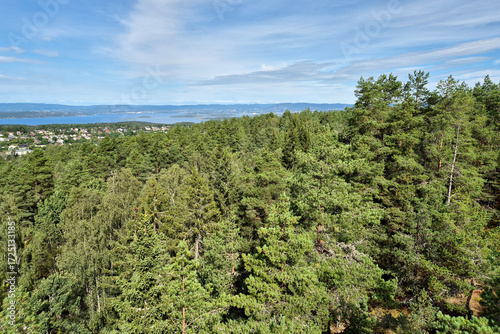 Forest