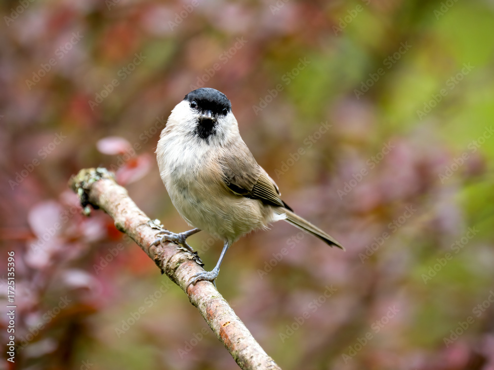 Fototapeta premium Sumpfmeise (Poecile palustris)