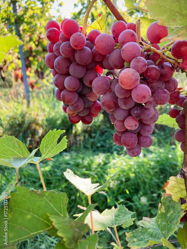Golden Grapes Across Alsace Vineyards