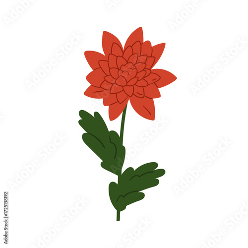 Chrysanthemum flower bloom. Elegant delicate floral plant, summer garden blos...