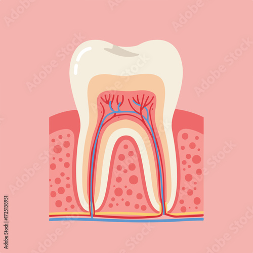 Stylized diagram of a tooth's anatomy, including enamel, pulp, gums, and nerves
