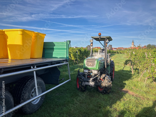 Golden Grapes Across Alsace Vineyards