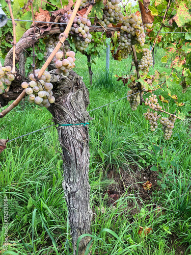Golden Grapes Across Alsace Vineyards