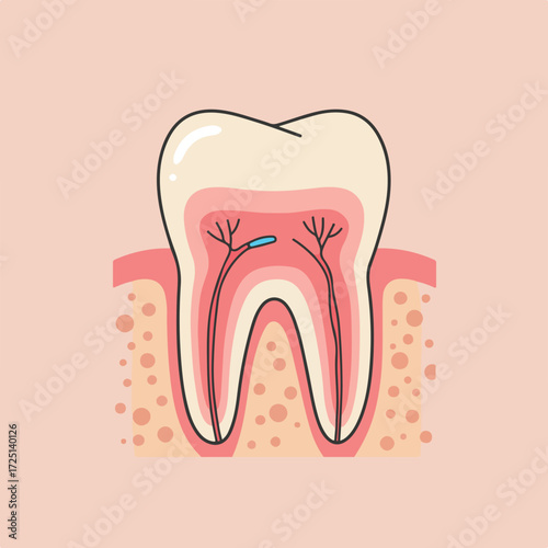 Tooth cross-section illustration with enamel, pulp, nerves, gums on soft pink