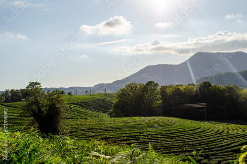 The tea plantation in Matsesta Valley Sochi Russia