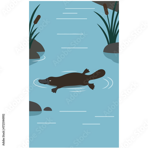 Flat illustration of a platypus swimming in a river with reeds