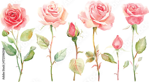Soft pink and coral roses collection delicate botanical floral art flowers isolated on white background