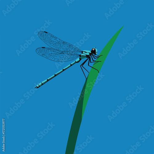 Azure dragonfly perched on grass blade against vibrant blue backdrop