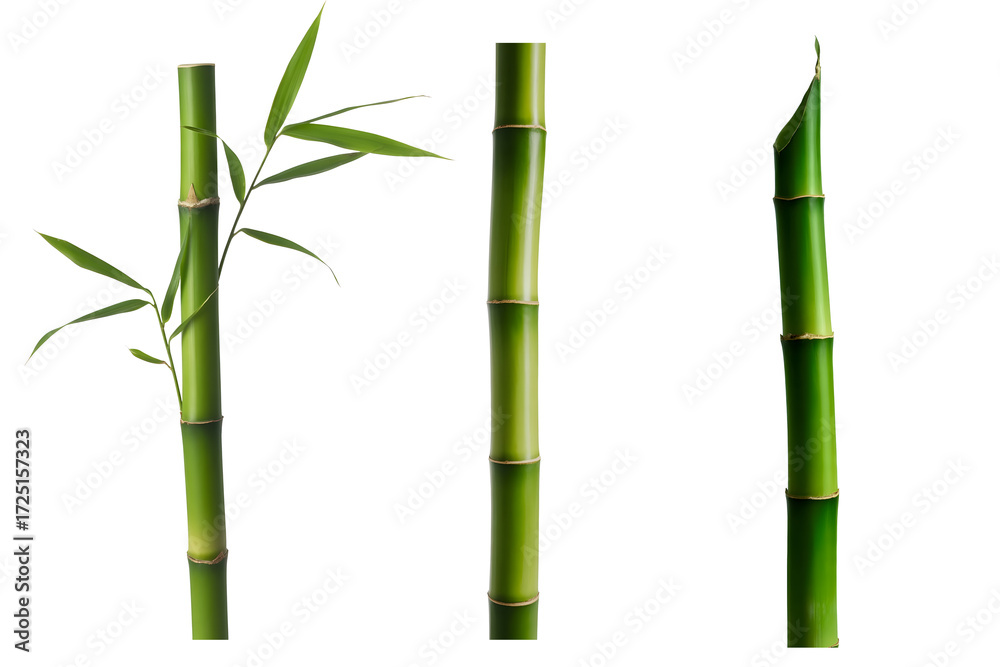 Fototapeta premium green bamboo 
