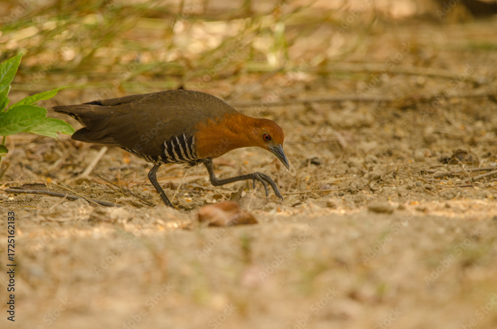 Fototapeta premium Slaty-legged crake Rallina eurizonoides telmatophila. Cat Tien National Park. Vietnam.