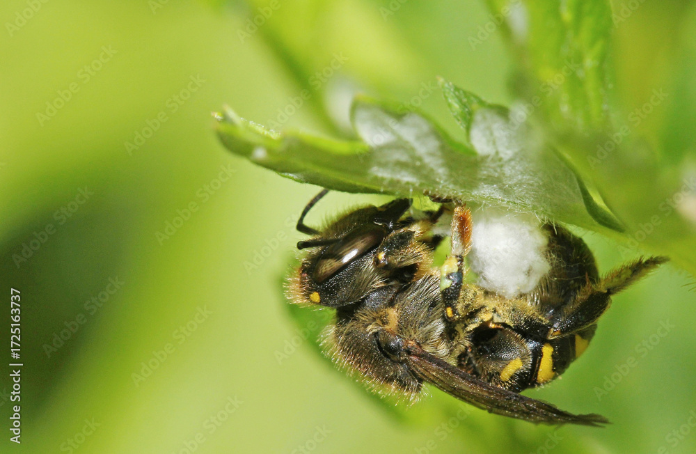 Fototapeta premium European wool carder bee (Anthidium manicatum). 