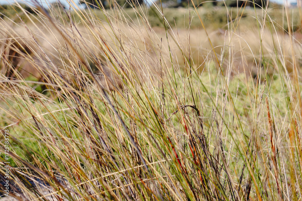 Fototapeta premium close up of wetland grasses in swamp