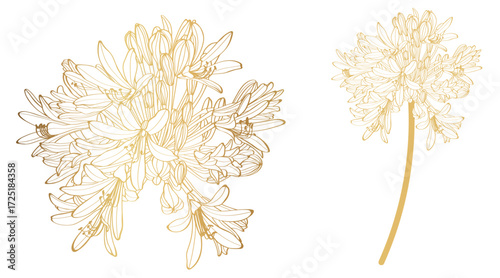 Golden line silhouette of Agapanthus (Lily of the Nile) on white background. Vector illustration.