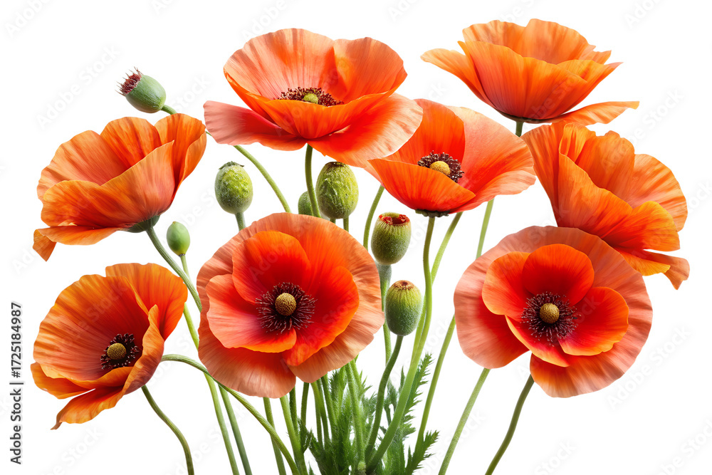 Fototapeta premium Vibrant Orange Poppy Flowers Bouquet Isolated on Transparent Background