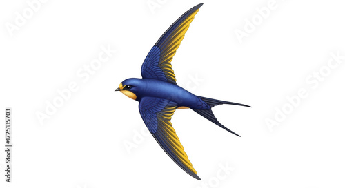 Obraz na plátně Isolated barn swallow artwork, colorful songbird with yellow and blue plumage in