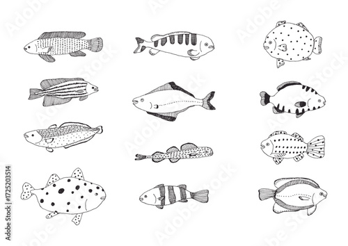 魚の手描きイラストセット