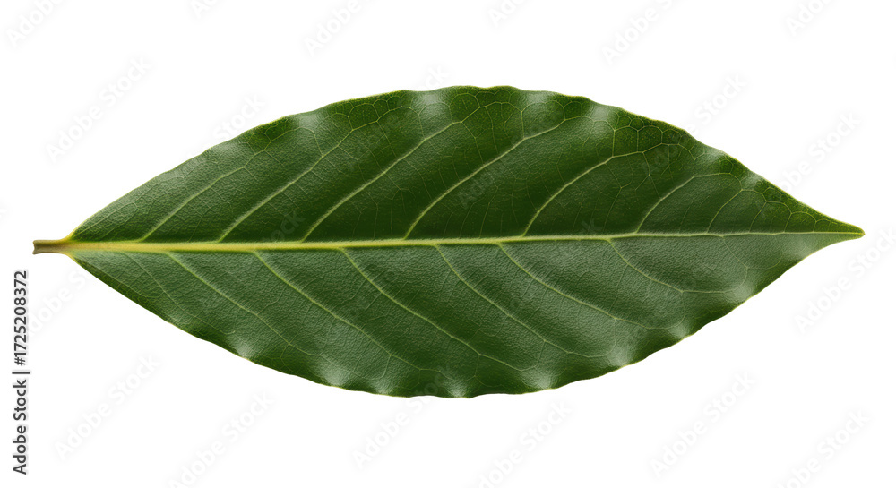 Obraz premium Isolated Green Bay Laurel Leaf Specimen, botanical herb, plant, tree ingredient on no background