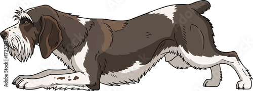 Cesky Fousek dog crouched hunting stance side view illustration