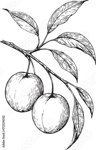 Plum branch botanical etching linocut black and white illustration with fruits and leaves