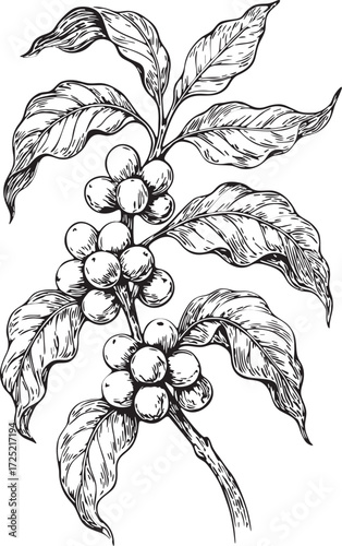 Coffee plant etching linocut black and white illustration with beans on branch and leaves