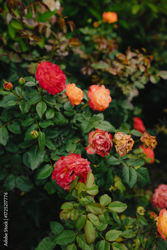 Blooming and withering red and orange roses in garden illustrate beautiful yet poignant cycle of life and death found in nature vibrant tapestry. Vibrant red and orange roses blooming and wilting