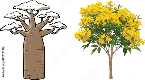 Vector illustration of baobab tree and yellow flowering tree, tropical plants, cartoon design, exotic forest flora, isolated botanical nature drawing