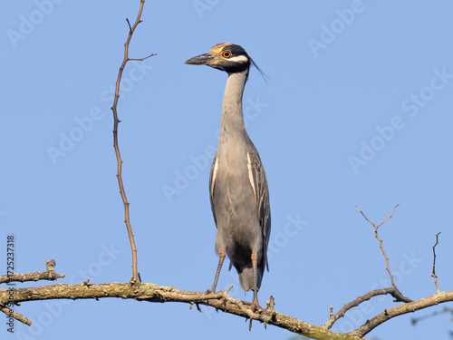 An adult Yellow-crowned Night Heron perched up on a bare tree branch