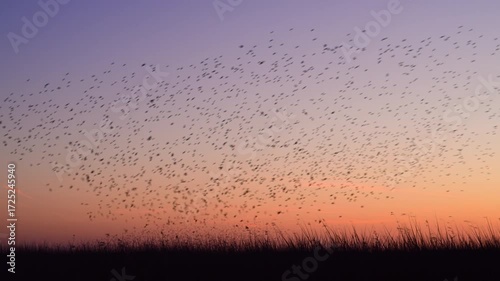 Wallpaper Mural Starling murmuration when thousands of birds engage in synchronized, choreographed aerial displays, forming vast, dynamic cloud-like shapes in the sunset sky. Torontodigital.ca