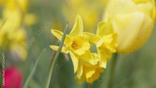 A wide view of a field of yellow daffodils blooming en masse, creating a stunning visual impact at the Floriade festival in Canberra.