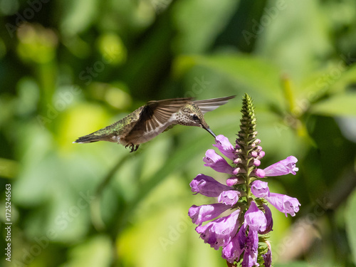 A Ruby-throated Hummingbird actively feeding at the purple flower of an Obedient plant