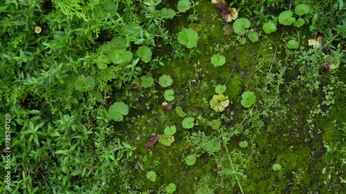 The wall is filled with various wild plants and moss.
