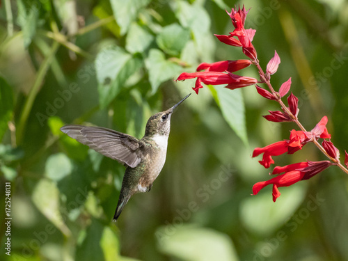 A Ruby-throated Hummingbird in flight and approaching the flowers of a red salvia plant to feed