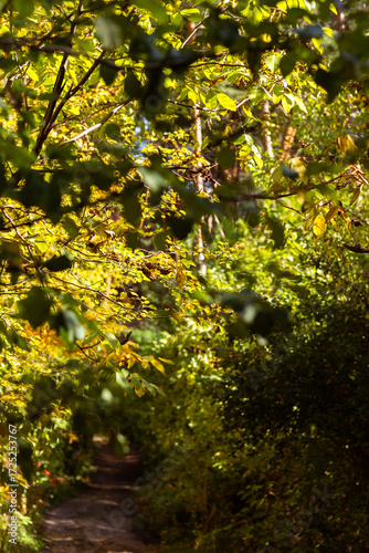 Peaceful Woodland Landscape with Autumn Flora