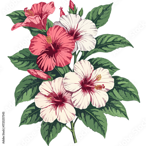 Hand Drawn Hibiscus Flowers Vector Illustration – Botanical Line Art