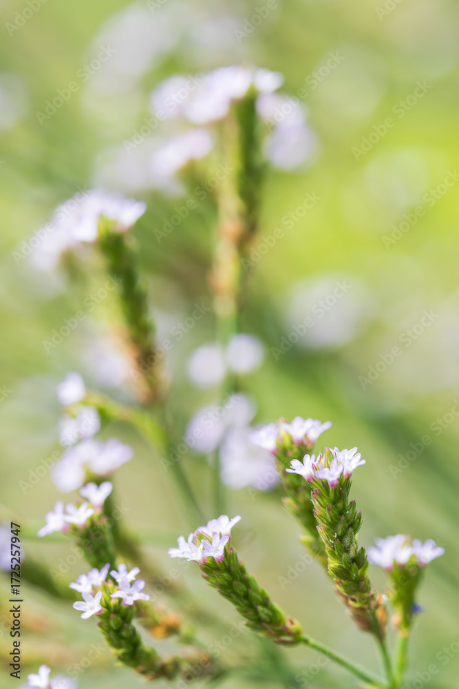 Fototapeta premium 秋の草地 アレチハナガサの紫色の小さな花04