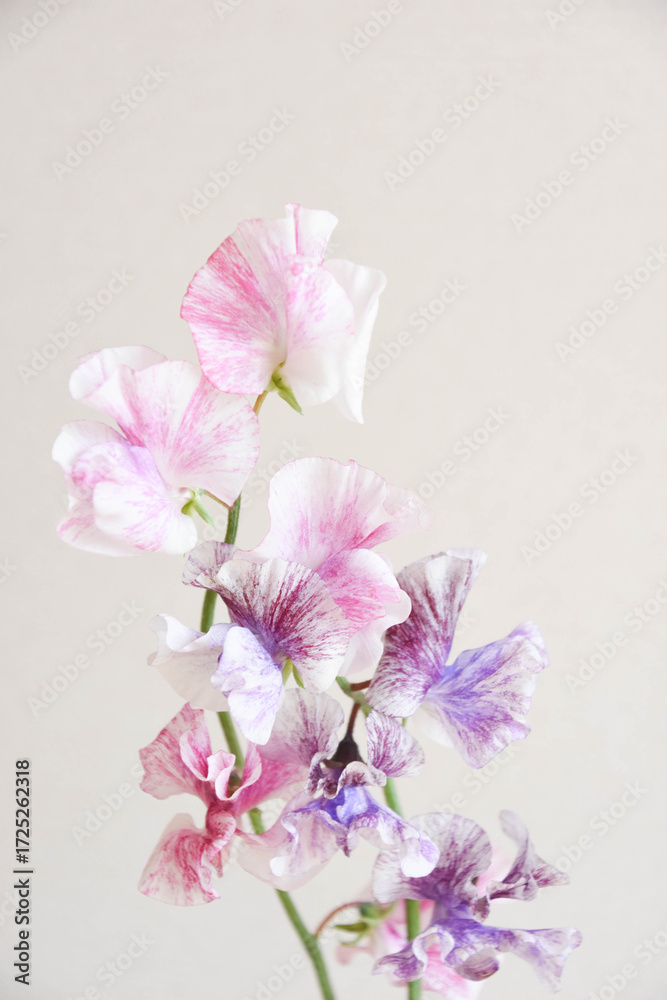 Fototapeta premium 2色のスイートピー