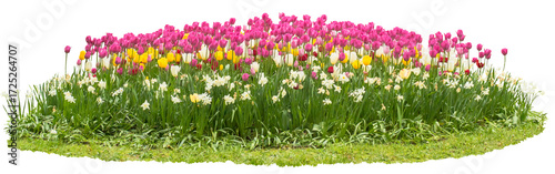 A large plantation of blooming pink tulips and white narcissus flowers, green foliage and grass, colorful spring flowers, isolated on a transparent background, png 