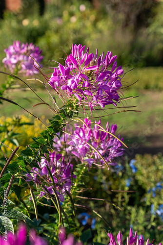 Cleome spinosa, pink spiny spider flower on tall stem in garden sunny day