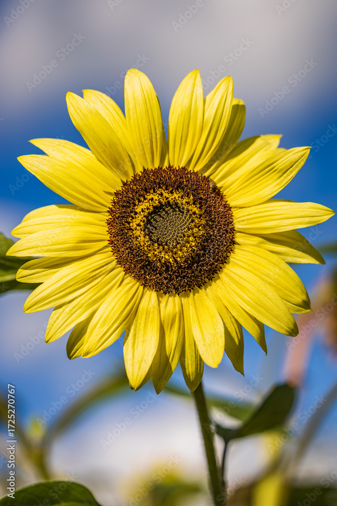 Obraz premium sunflower on blue sky background