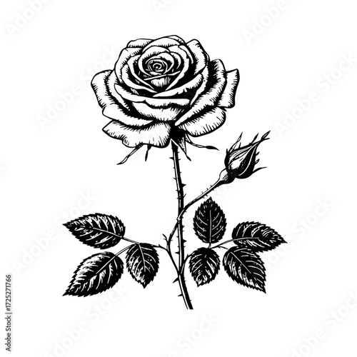Elegant rose with leaves on a stem, black and white sketch. Vector illustration. A garden flower with buds, isolated on a white background.