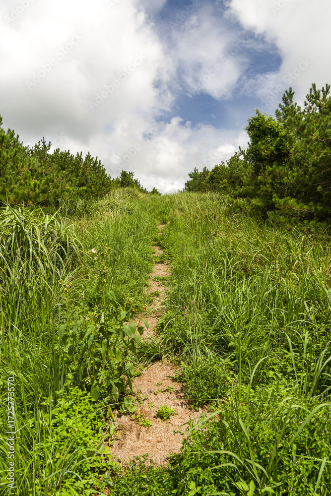 Obraz premium It shows the road stretching out in the forest. Green trees and grasses grow lushly around it, and it is a natural landscape with clear skies and clouds.