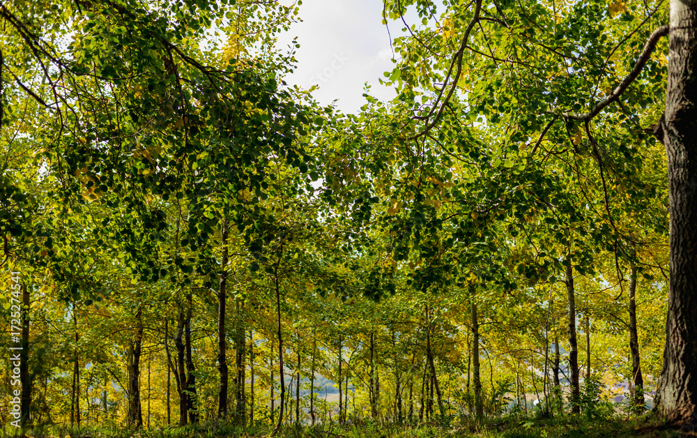 Obraz premium sun rays through the trees
