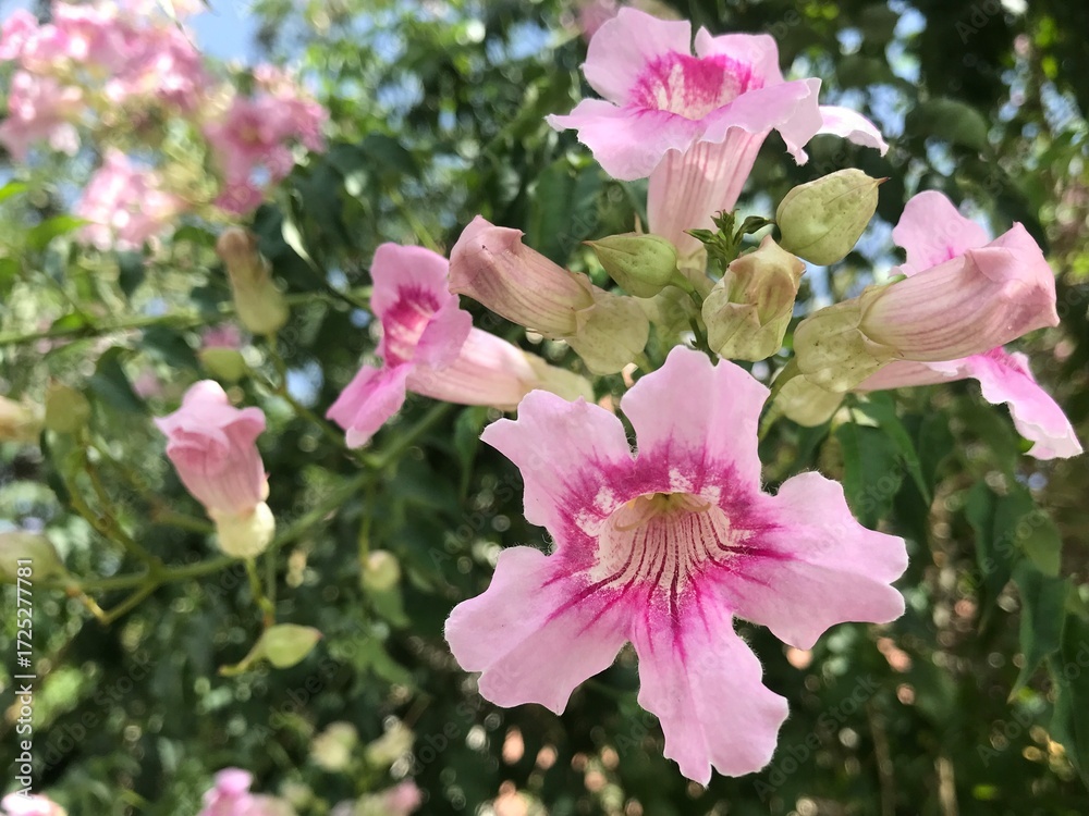 Obraz premium Close-Up of Beautiful Pink Trumpet Vine Flowers in Bloom on a Sunny Day. Podranea ricasoliana isolated. Pink flower in full blossom close up.
