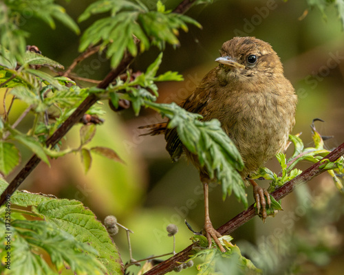 Fotografía A wren in close up detail. British wild bird.